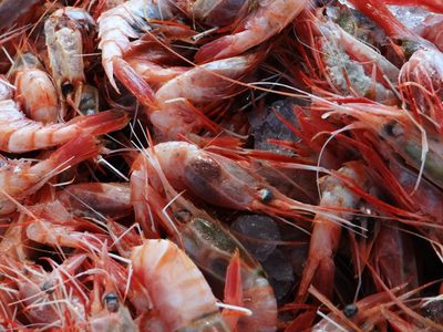 El coronavirus pone en jaque a la pesca de langostino