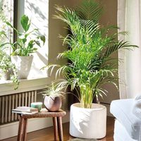 La planta que pocos conocen, que ayuda a dormir mejor y controlar la respiración durante el sueño