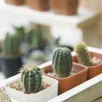 No solo son decorativos: 4 usos increíbles de los cactus que no conocías