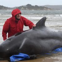 Trágico desenlace en Indonesia: fallecen decenas de ballenas varadas en las playas