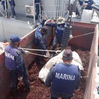 Semar: se han recolectado más de 38 mil toneladas de sargazo