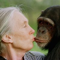 Fallece Jane Goodall, la reconocida conservacionista e investigadora de chimpancés
