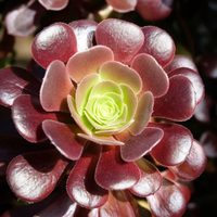 Cambiá el color de tus suculentas con este sencillo y efectivo truco que los jardineros no te cuentan