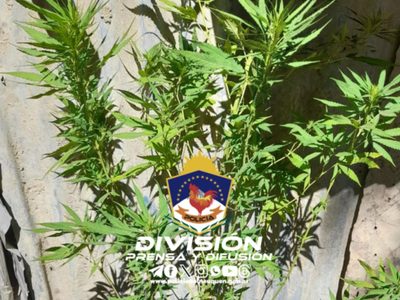 En Chos Malal secuestraron plantas de marihuana de casi dos metros
