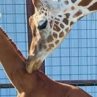 Nace jirafa sin manchas en zoológico de Estados Unidos