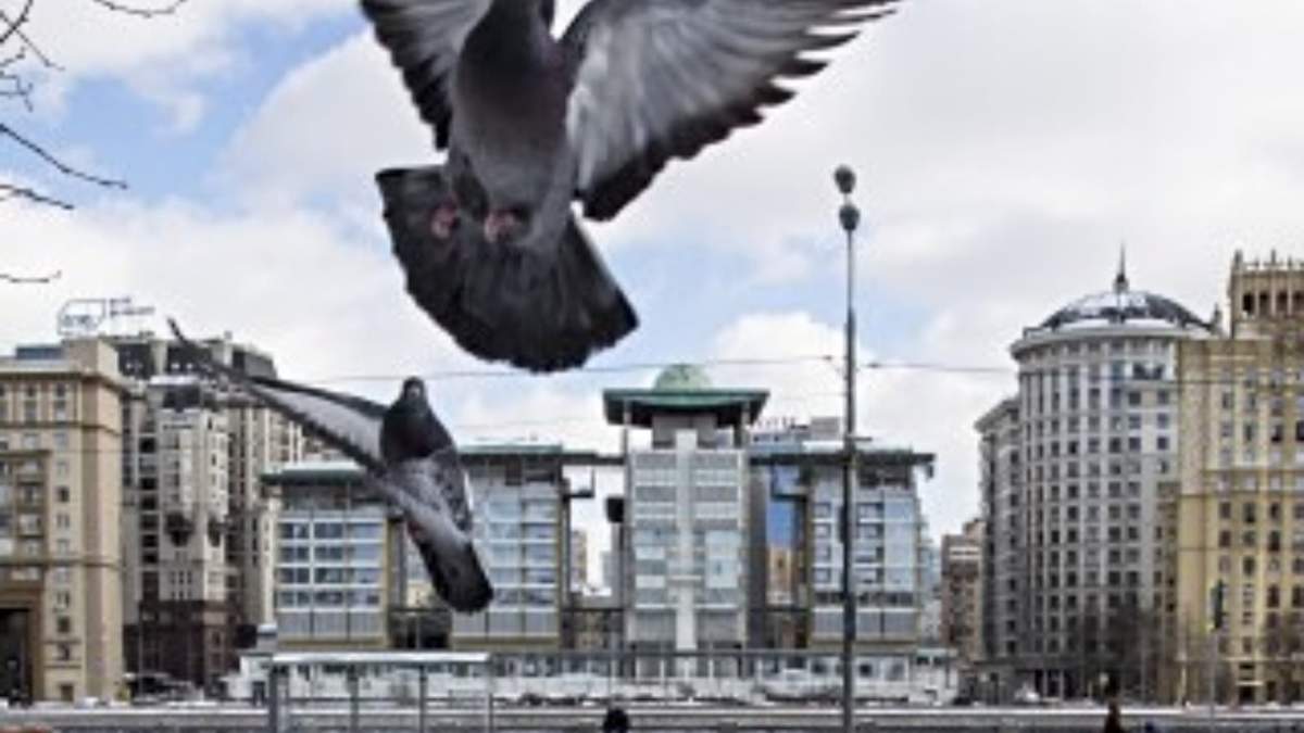 En esta imagen de archivo, varios pájaros vuelan por delante del edificio de la embajada de Reino Unido (detrás, centro) en Moscú