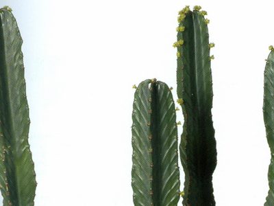3 plantas que parecen "esculturas vivas" y son perfectas para darle un toque de diseñador a tu hogar