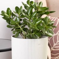 Árbol de jade: cómo cuidar de esta suculenta para atraer el amor a tu hogar