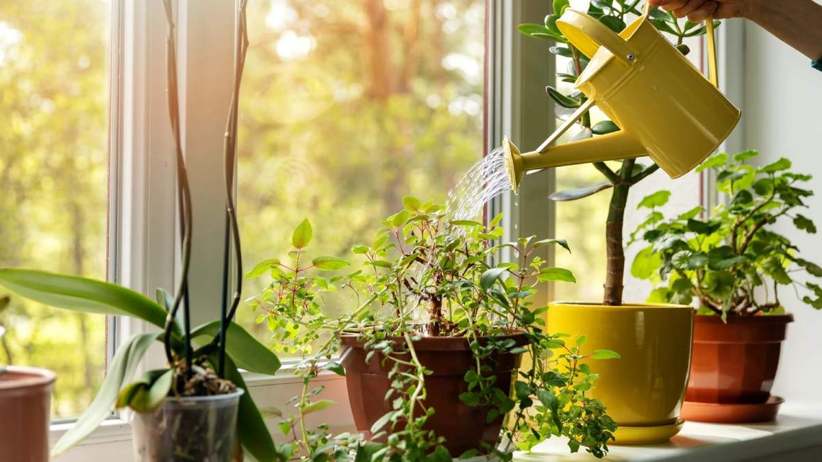 Plantas. Fuente: (Instagram)