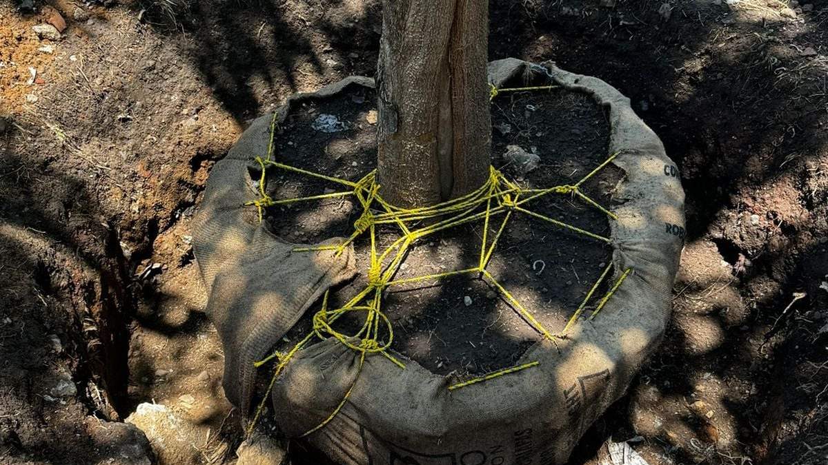 Vecinos de Cuernavaca alertan por banqueo y tala irregular de árboles