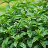 Tomá nota: el truco de los jardineros para tener tu planta de Menta hermosa y fresca todo el año