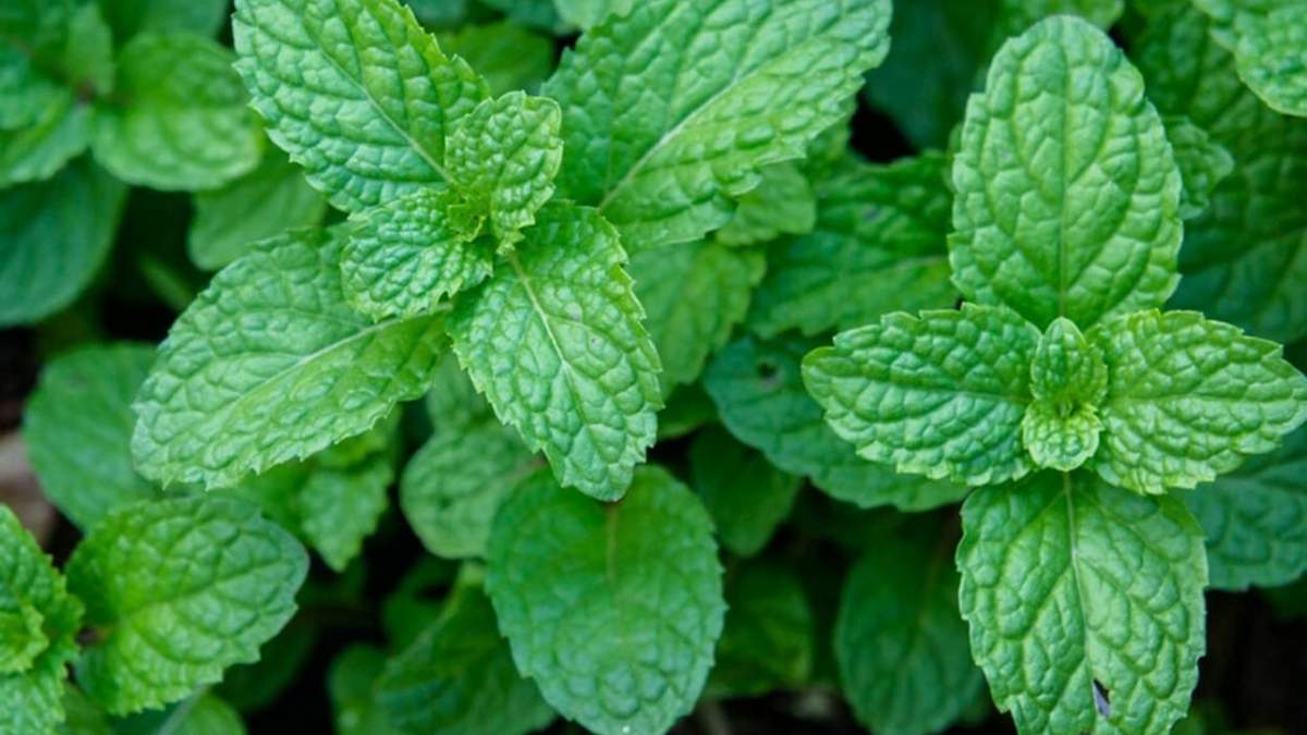 Por qué deberías poner menta en la almohada antes de dormir