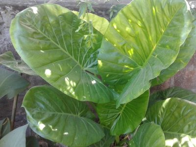 El truco sencillo de los jardineros para mantener tu planta Manto de Eva hermosa y rozagante todo el invierno