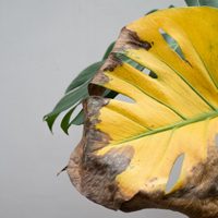 Por qué las hojas de tus plantas se ponen amarillas y secas: el truco casero para vuelvan a estar verdes