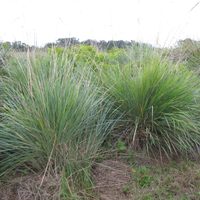 La planta ideal para quienes no tienen tiempo: hermosa todo el año y de bajo mantenimiento