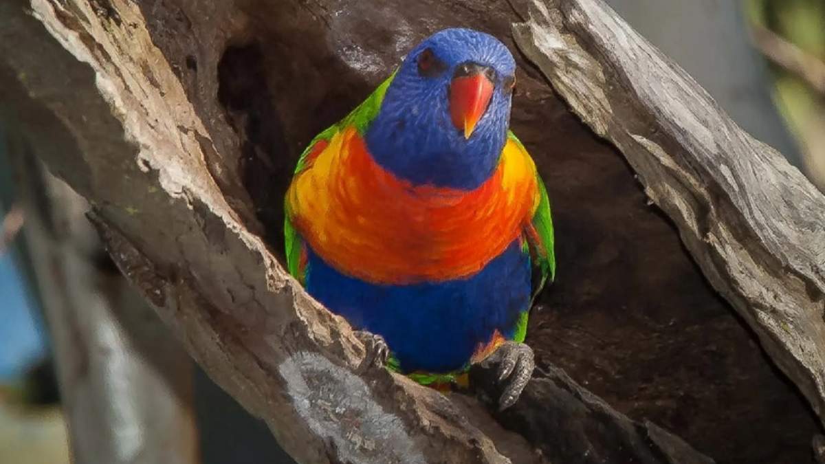 El estudio incluyó urracas, cucaburras, palomas y loritos (en la foto).