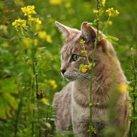Sin dañarlos y de forma natural: el secreto mejor guardado para alejar a los gatos de tus plantas
