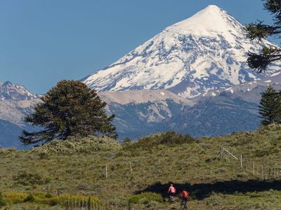 Cuáles son los árboles más emblemáticos de Neuquén y dónde encontrarlos