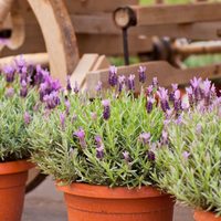 Con estos sencillos consejos podrás mantener tu planta de Lavanda hermosa y rozagante