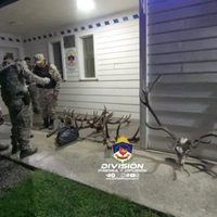 Circulaba por Junín de los Andes con cinco cabezas de ciervos