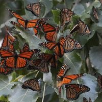 EU planea declarar a las mariposas monarca como especie amenazada