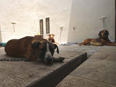 Envenenamiento de perros causa indignación