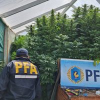 Allanaron un centro de producción y distribución de marihuana en Villa Traful