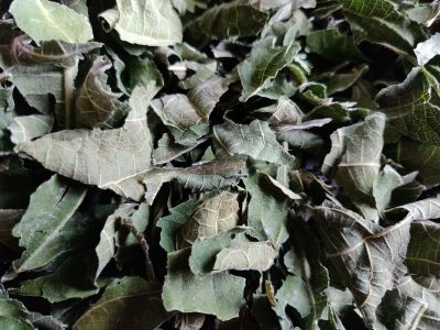No tires las hojas de esta planta y hacé esta infusión que tiene muchos beneficios