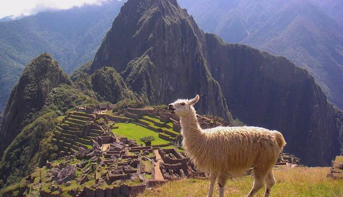 Los nano anticuerpos de las llamas son muy potentes