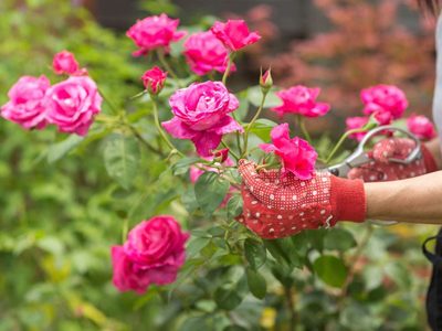 El datazo que tenés que saber sobre las rosas y cómo sembrarlas en el jardín con otras plantas