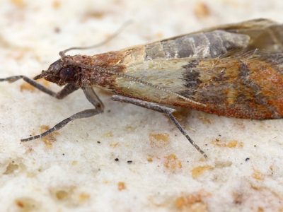 Eliminá radicalmente las polillas de la alacena con un truco fácil y natural