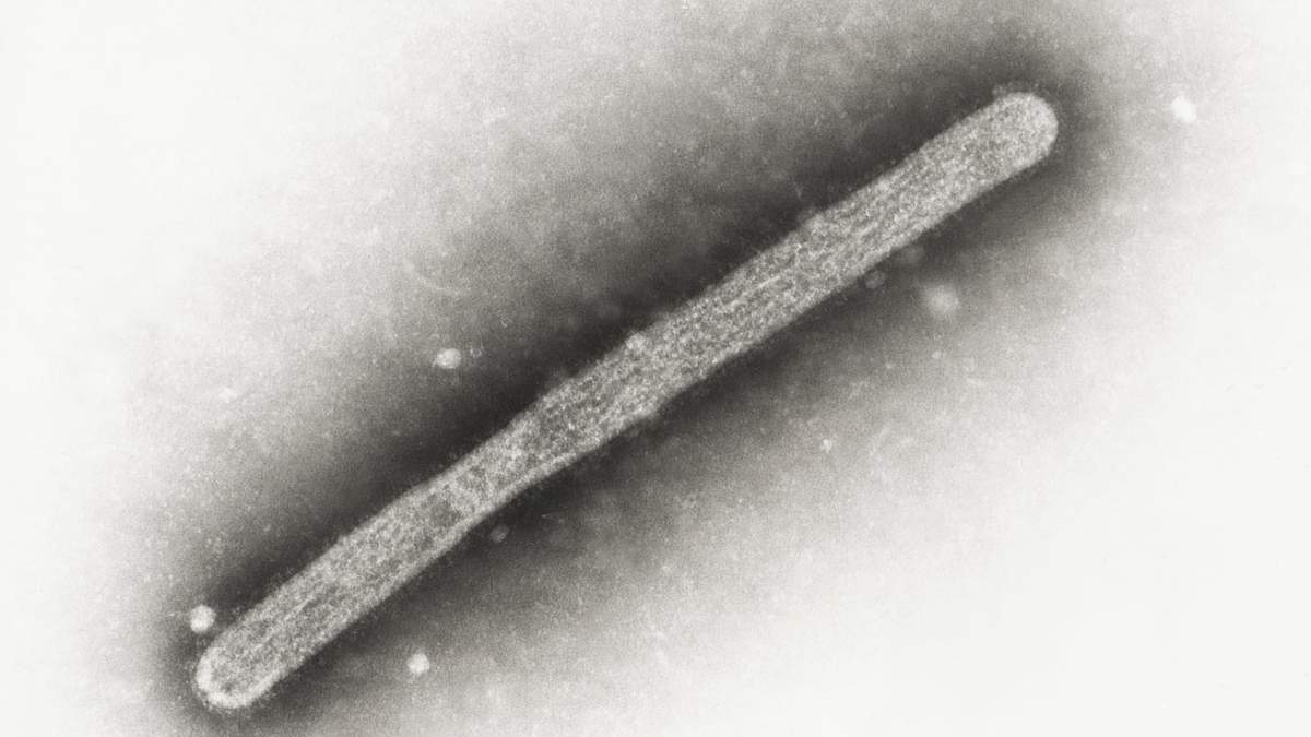 Esta imagen de microscopio de 2005 muestra un virión H5N1 de la gripe aviar A.