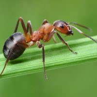 5 tips infalibles para alejar a las hormigas y mosquitos de tus plantas