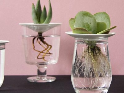 Suculentas: secretos para elaborar un enraizador natural infalible