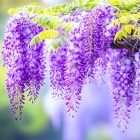La enredadera que cautiva con su aroma, flores divinas y es la favorita de la China Suárez y de Juliana Awada