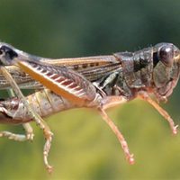 Una plaga afecta los campos de tres provincias patagónicas