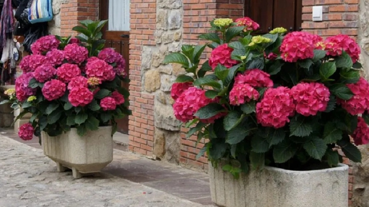 Plantas. Fuente: (Aire de Santa Fe)