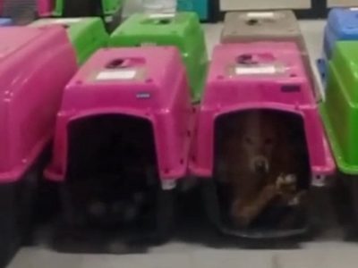Bloquean acceso al Deportivo Galeana por presunto traslado de perros sin condiciones adecuadas