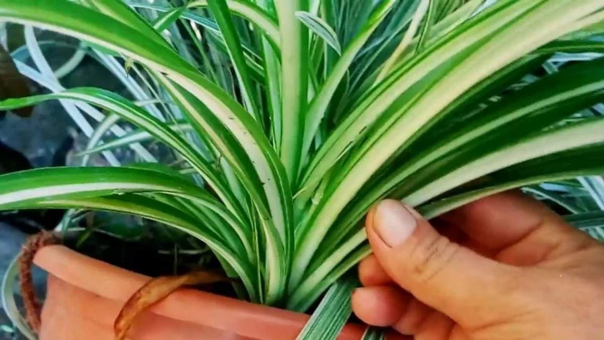 Planta. Fuente: (X)