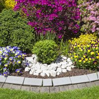3 plantas económicas que dan flores todo el año y que son super fáciles de cuidar