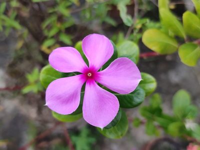 La planta que florece los 365 días del año y es un espectáculo para los jardines