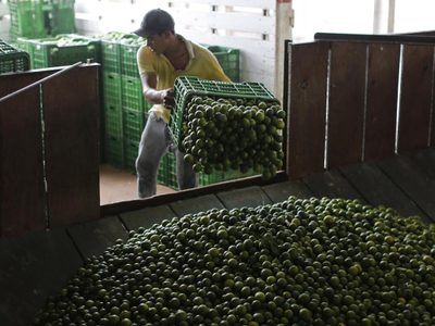 Amenazas y extorsiones regresan contra productores de limón en México