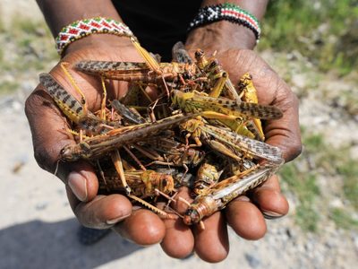 La plaga de langostas gigantes en África Oriental está controlada, según la FAO