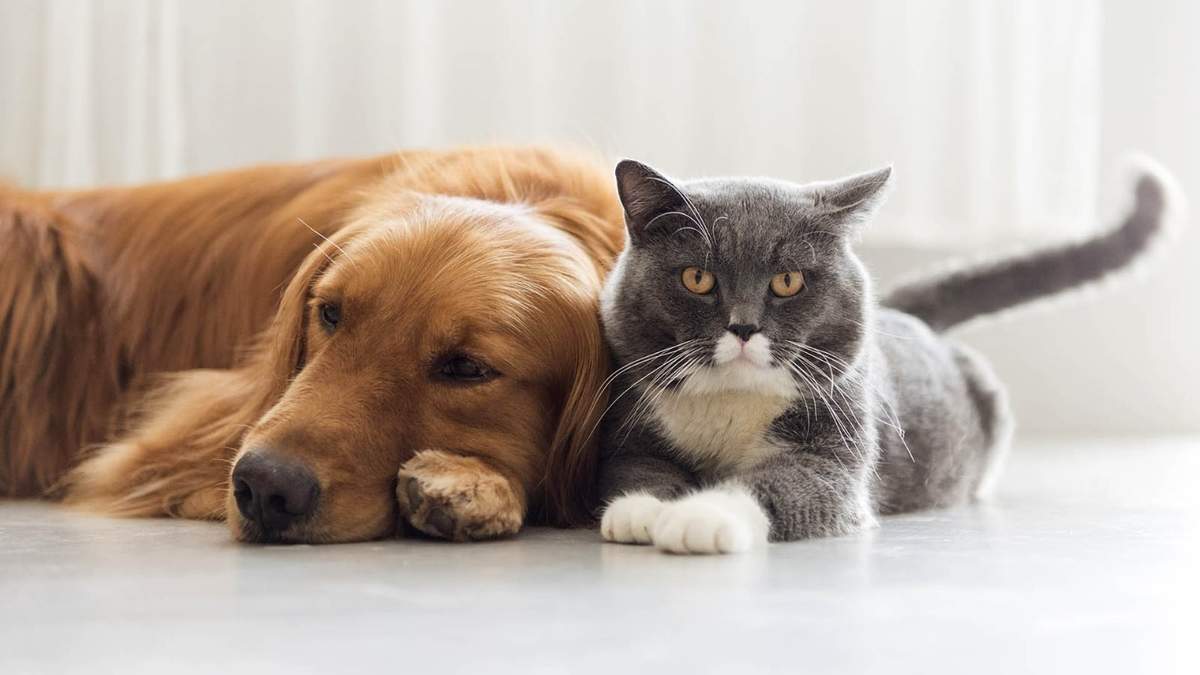 Hasta el momento se confirmaron casos en perros y gatos. Fuente: (Twitter)
