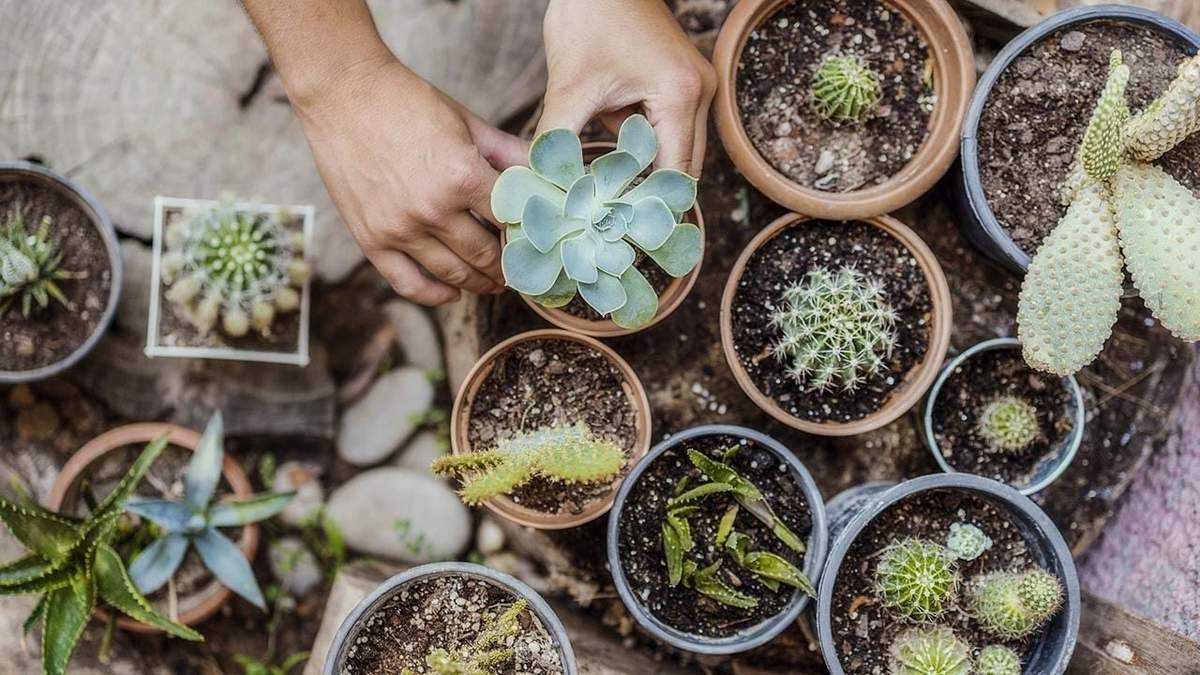 Plantas. Fuente: (Instagram)