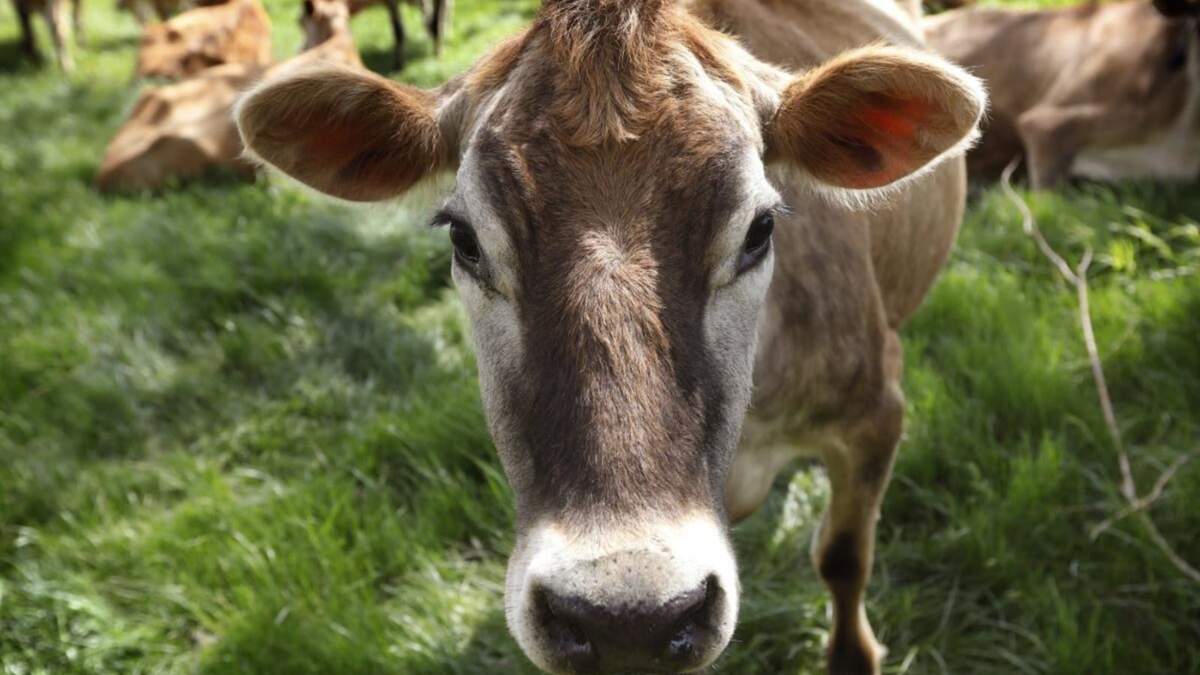 En esta imagen de archivo, una vaca pasta en un campo en Iowa, el 8 de mayo de 2018