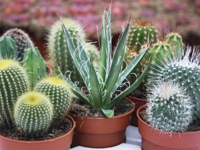 3 secretos viveristas y re fáciles para trasplantar tus Cactus sin pincharte con las espinas