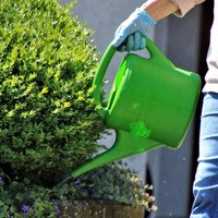 La infalible señal para saber si tu planta sufre o no por exceso de riego