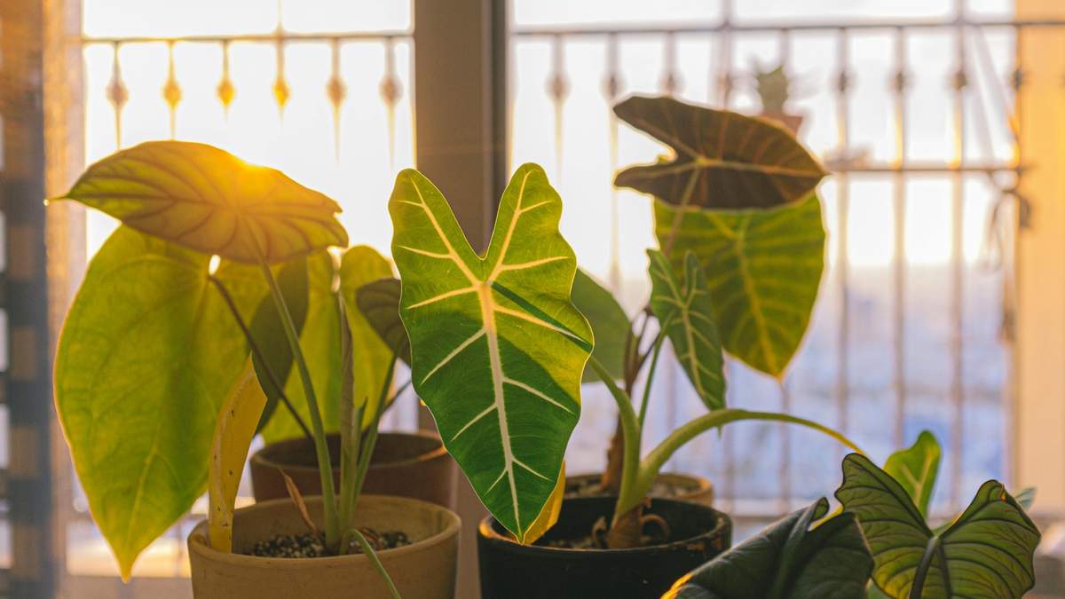 La humedad ambiental es crucial para el Caladium