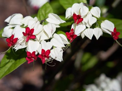 La planta difícil de conseguir, pero muy fácil de propagar y que da unas exóticas flores que engalanan cualquier jardín
